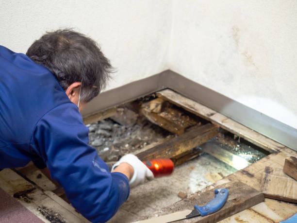 Best Affordable Mold Removal  in Dunbar, WV