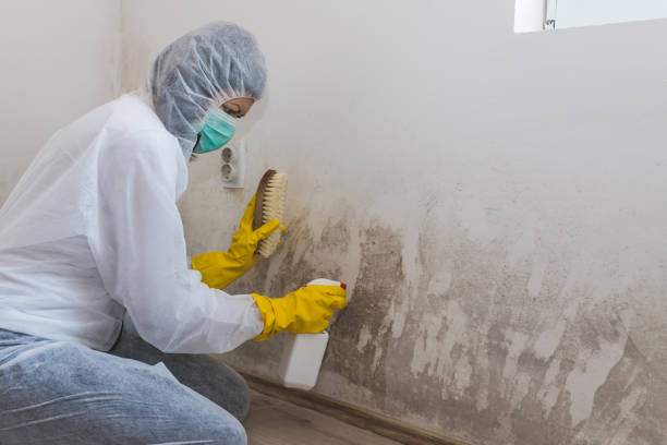 Best Local Mold Removal Service  in Dunbar, WV