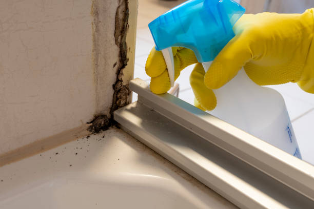 Best Black Mold Removal  in Dunbar, WV
