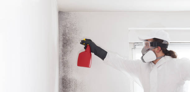 Best Mold Remediation Services  in Dunbar, WV