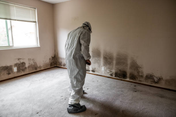 Home Mold Removal in Dunbar, WV