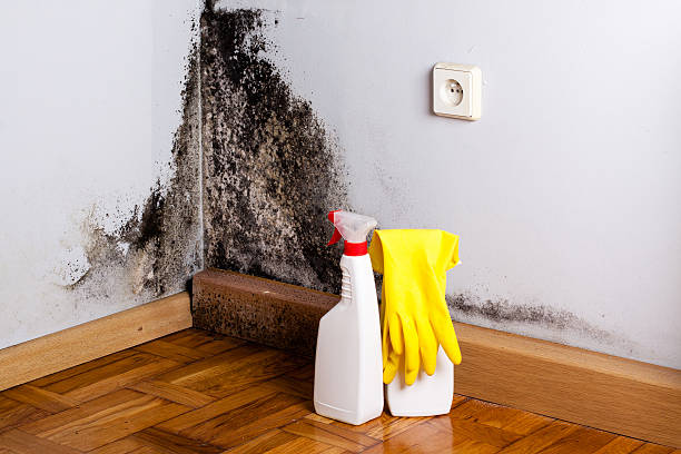 Best Mold Cleaning Services  in Dunbar, WV