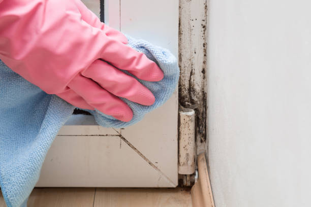 Best Mold Removal and Inspection  in Dunbar, WV