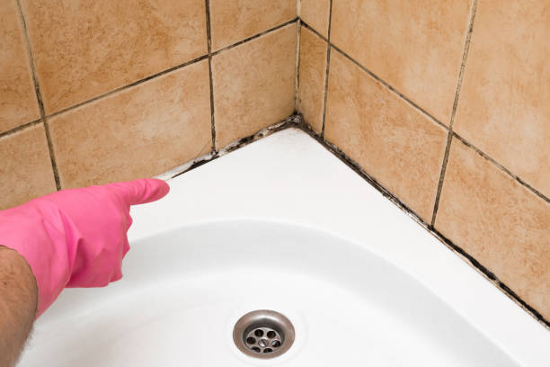 Best Home Mold Removal  in Dunbar, WV